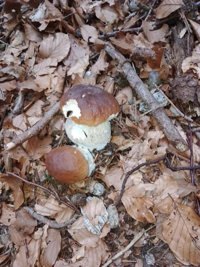 Appartamento Azzurro Cannobio Dış mekan fotoğraf